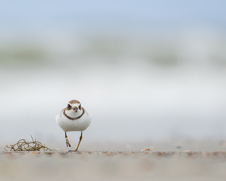 The Plover and the Brush