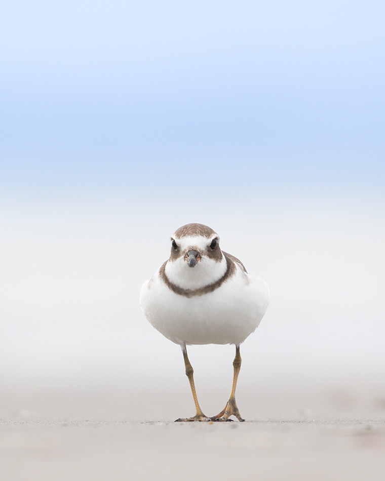 The Semipalmated Plover
