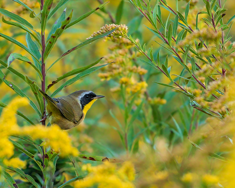 Common Yellowthroat. Common Goldenrod.