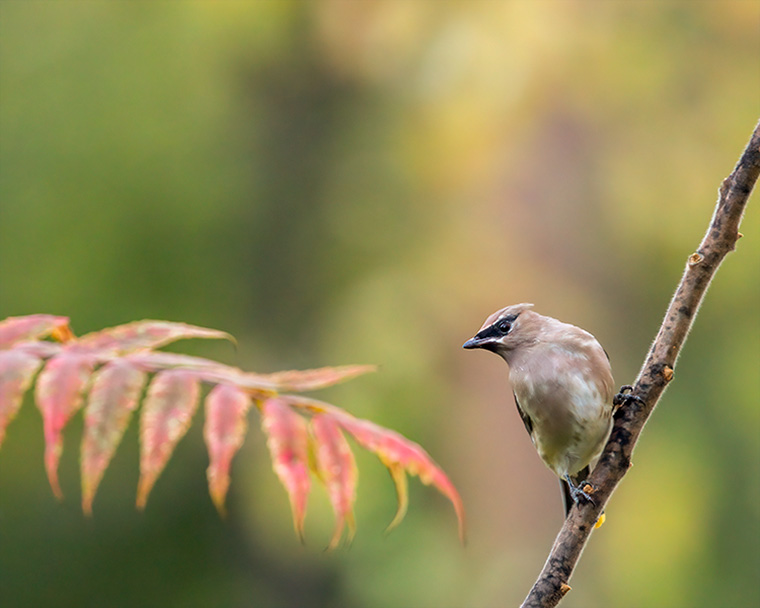 A Bethlehem Cedar Waxwing