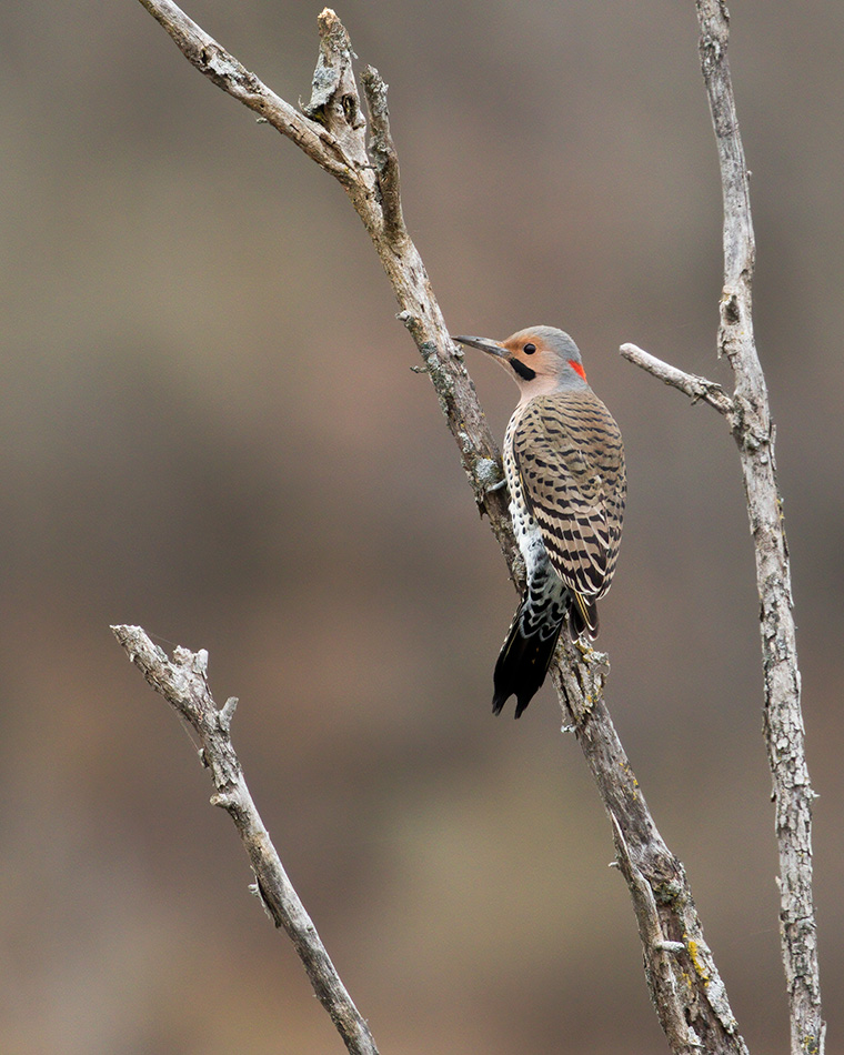 Flicker on a Gray Lake