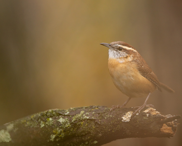 An Ashland Carolina Wren