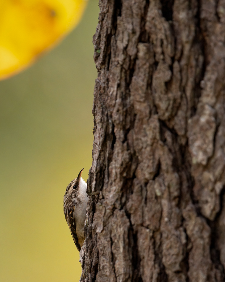 An Ashland Brown Creeper