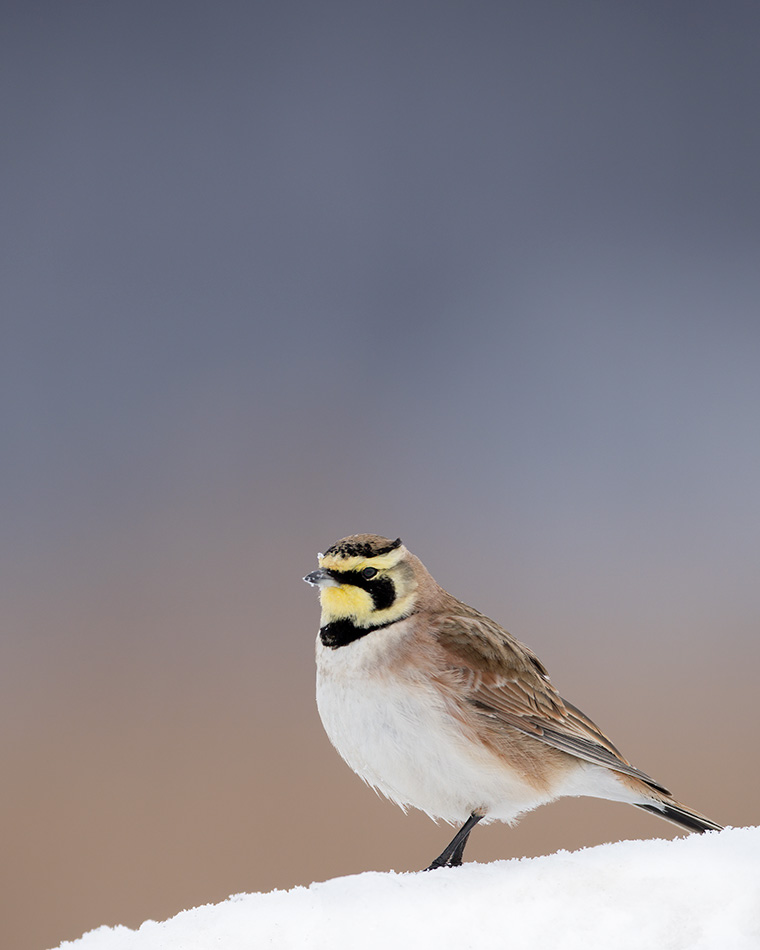 A Snowy Lark