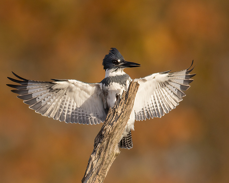 What a Belted Kingfisher