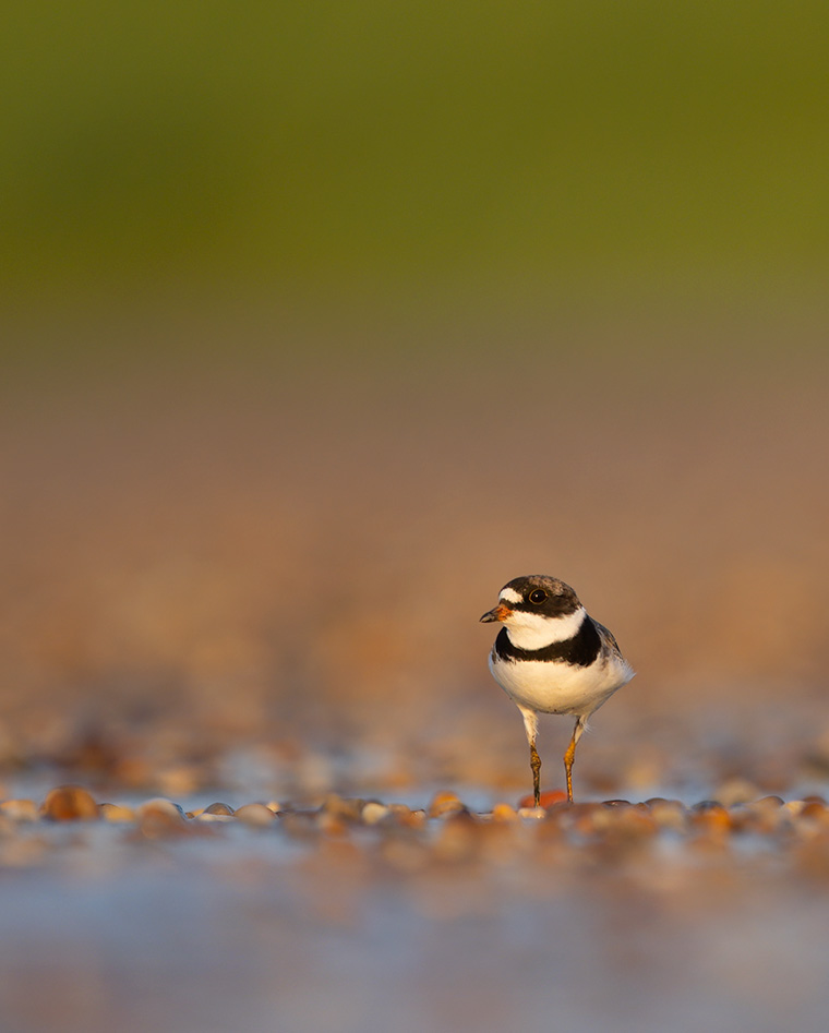 Semipalmated Plover on the Beach