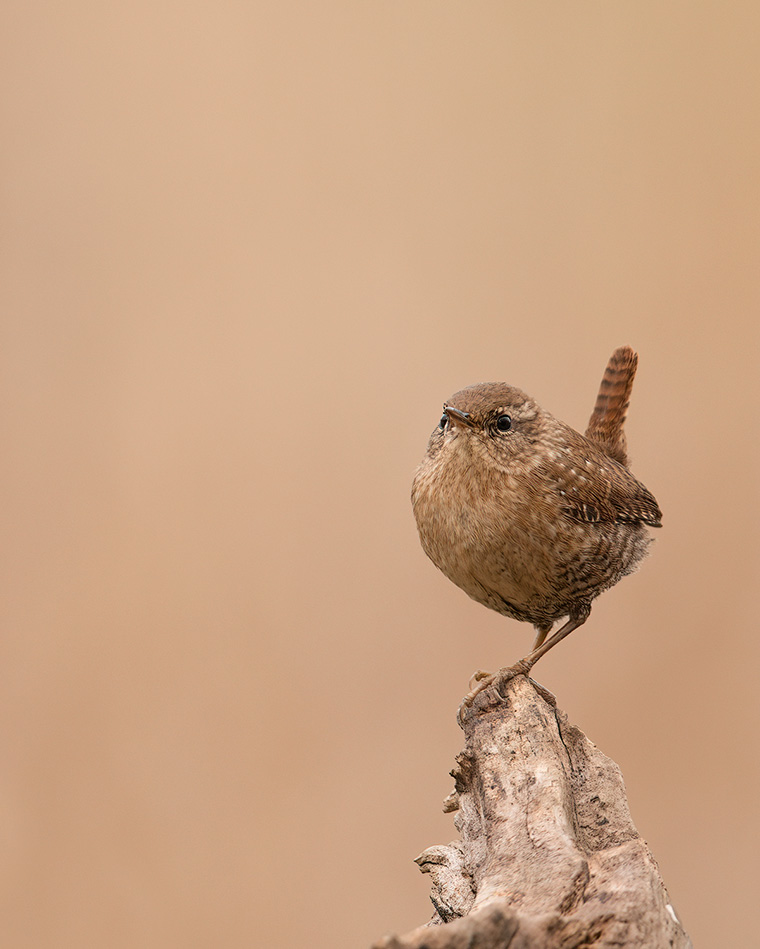 The Winter Wren