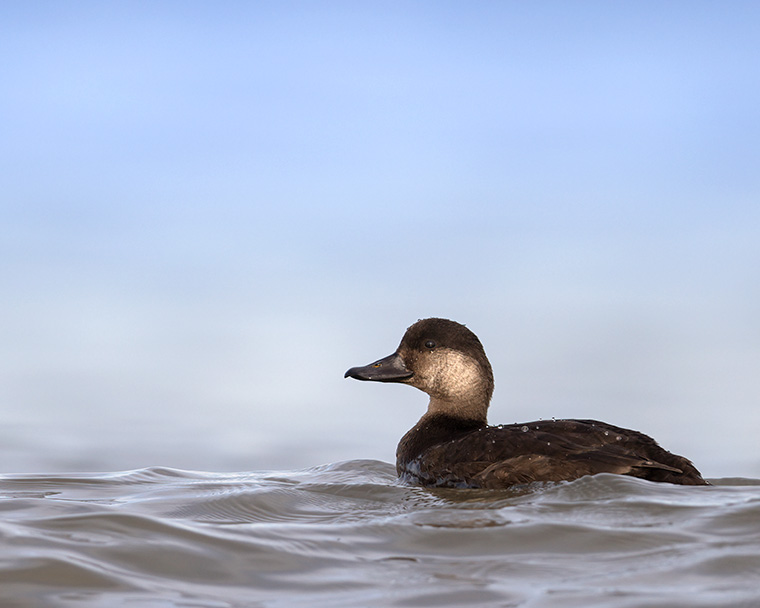 A Thanksgiving Day Scoter