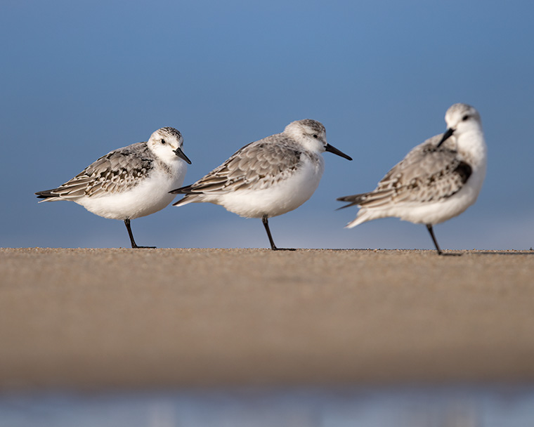 Wintering Delaware Sanderlings