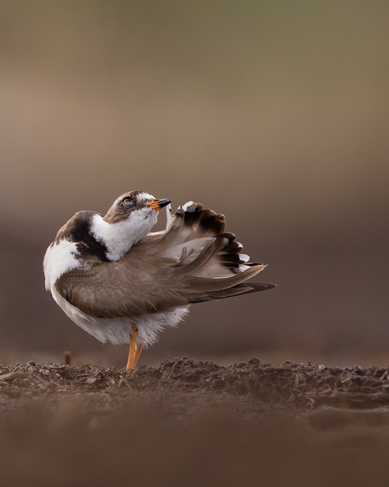 Quite the Preening Plover