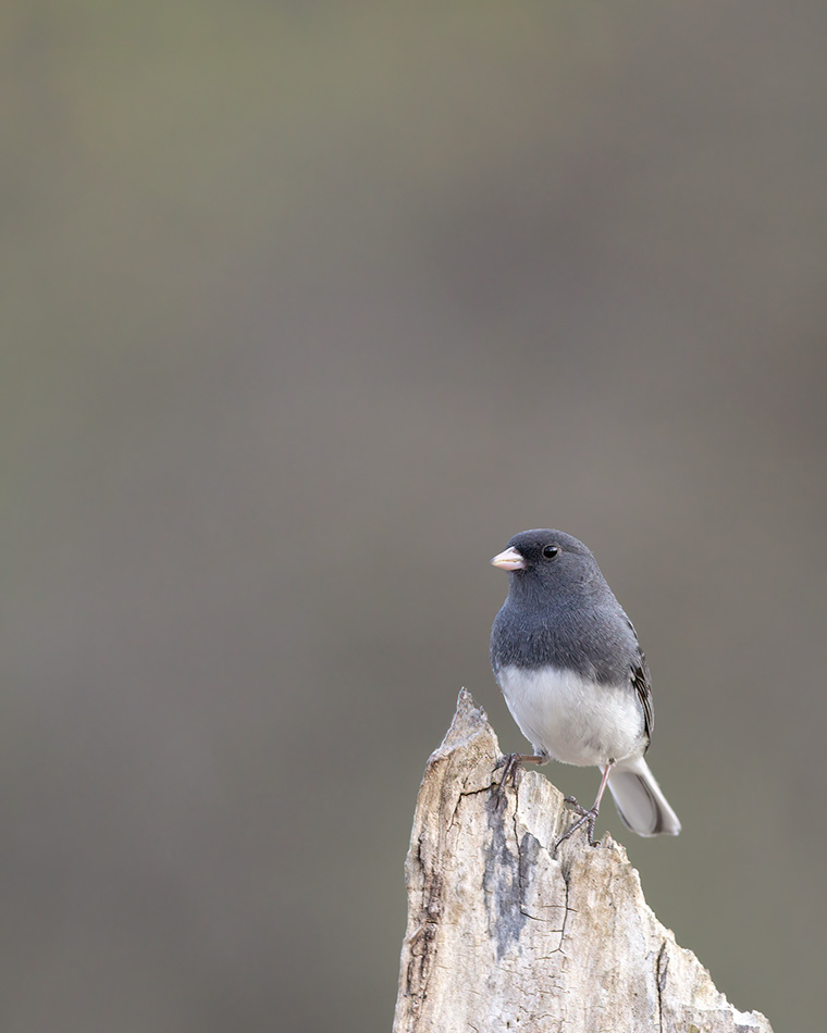 A Towering Dark-eyed junco