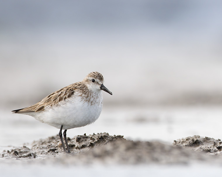 A Mahon Semipalmated Sandpiper 
