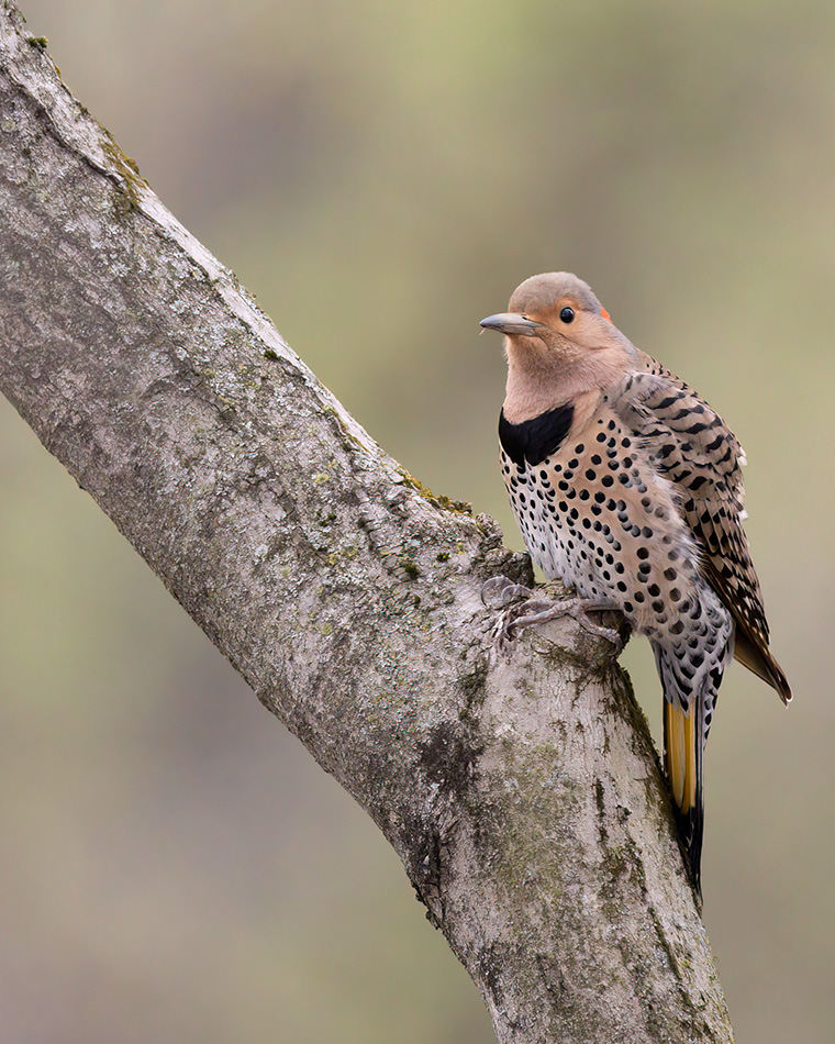 Northern Flicker in Bethlehem