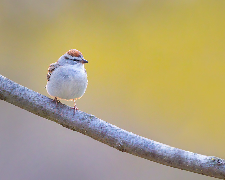 The Glowing, Chipping Sparrow