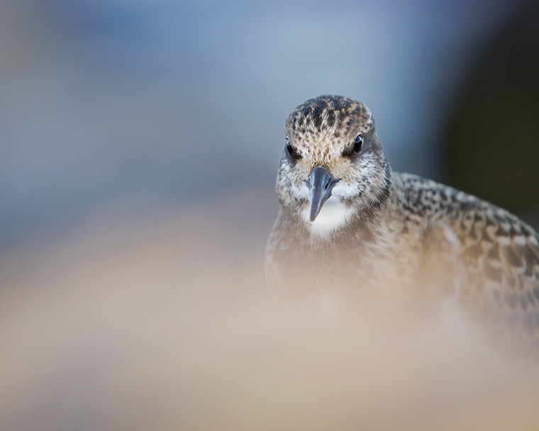 The Barnegat Turnstone