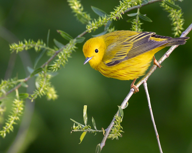 A Vibrantly Yellow Warbler