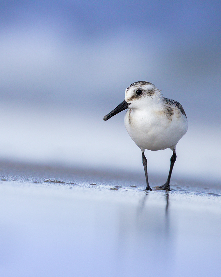 Sanderling on the Shore