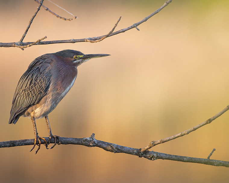 The Golden Hour Heron