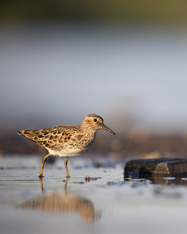 A Curious Least Sandpiper