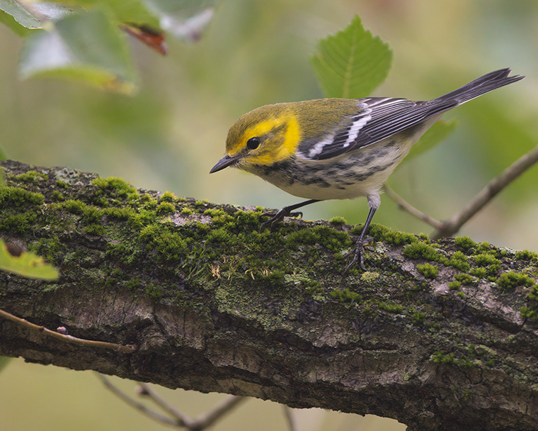 Moss and the Warbler
