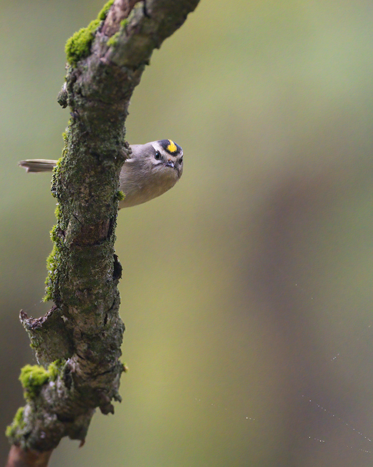 A Curious Kinglet