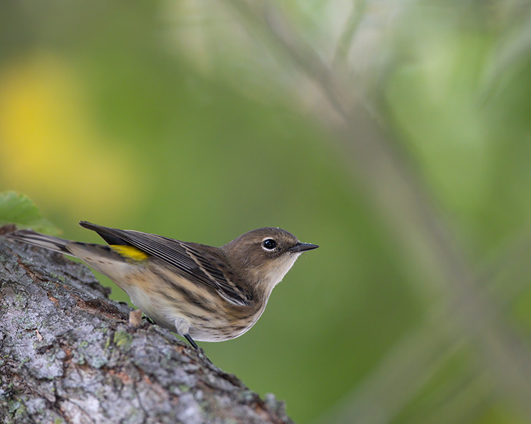A Perched Yellow-Rumped