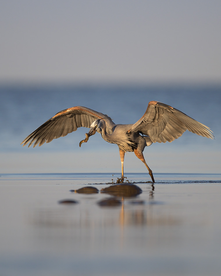The Heron and the Eel