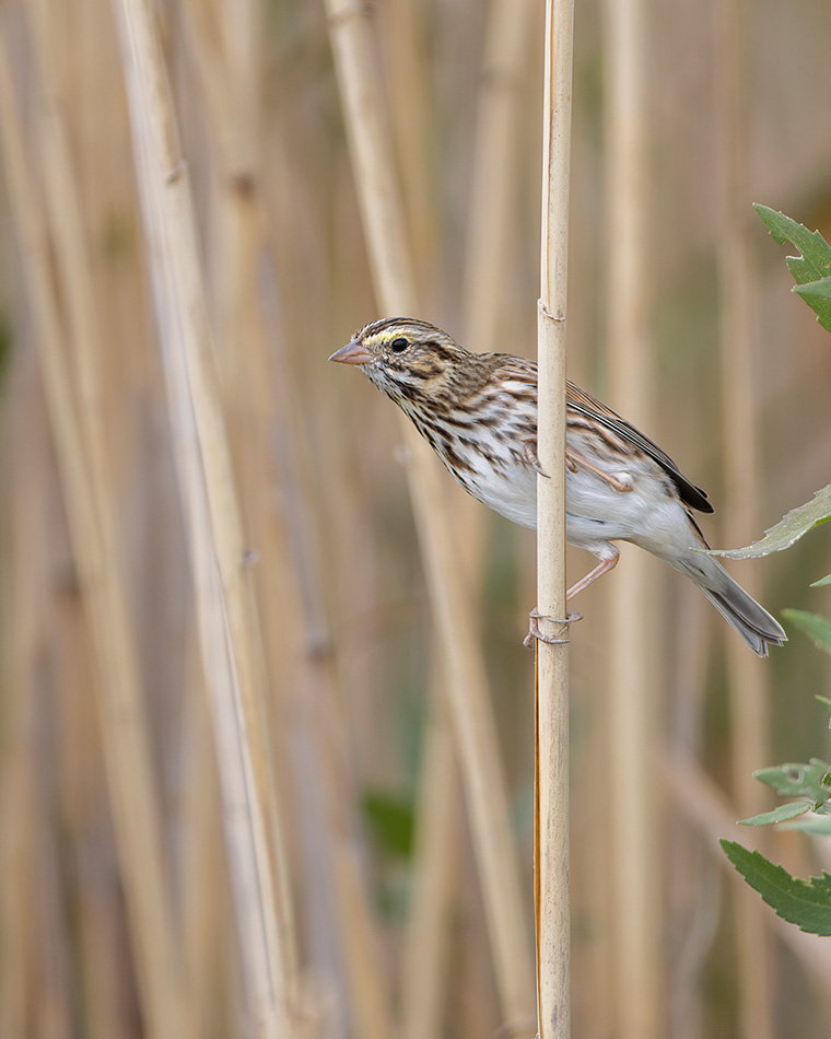 A Peeking Savannah Sparrow