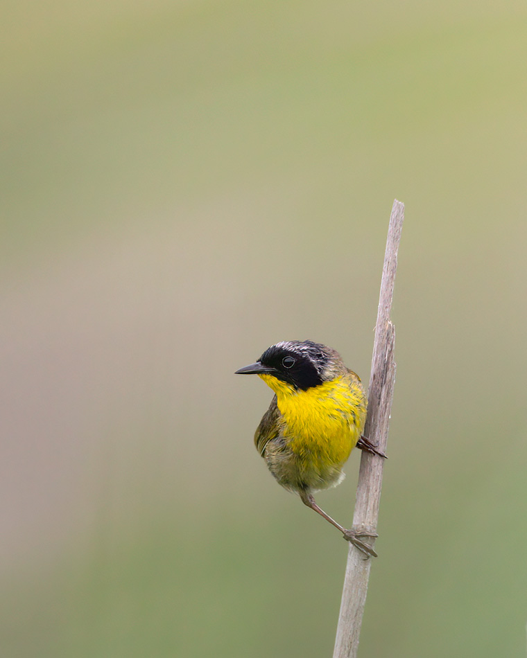 A Perched Common Yellowthroat