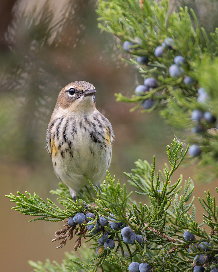 The Juniper and the Warbler